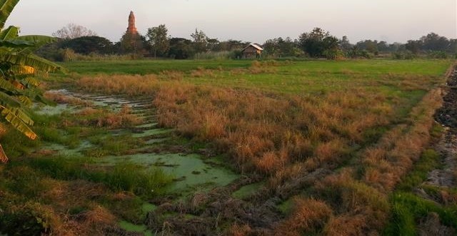 Field of Rice