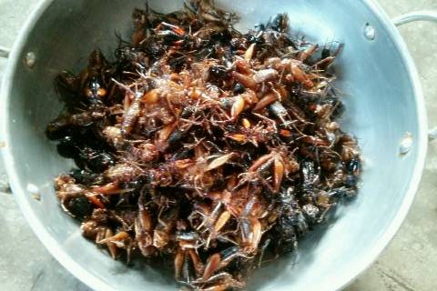 Fried Crickets