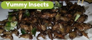 Fried Insects